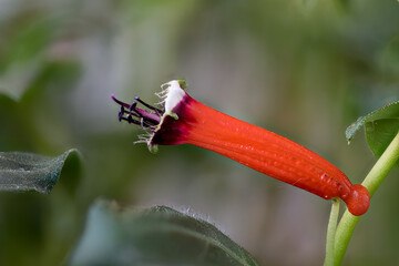 Cuphea  ignea, cigar plant native to Mexico