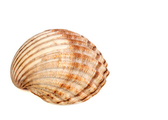 colored sea sink isolated with space for text