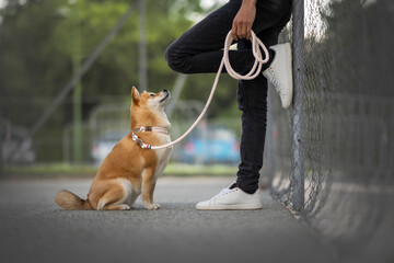 chien qui regarde sont  maitre