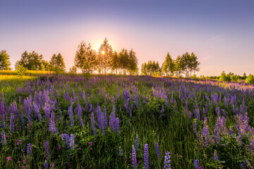 Sonnenuntergang oder Morgendämmerung auf einem Feld mit lila Lupinen, wilden Nelken und jungen Birken bei klarem Sommerwetter und einem klaren, wolkenlosen Himmel. © Eugene_Photo