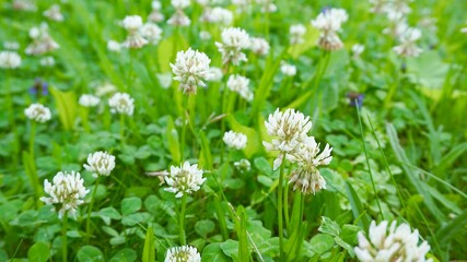 clovers and greenery
