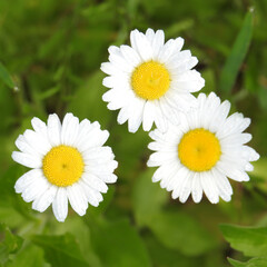 Obraz premium meadow flowers close-up