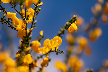 flowers and nature
macro photography
fields