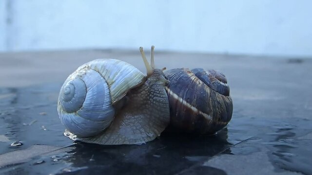 White shell albino garden snail moving