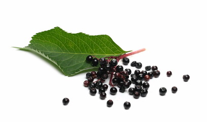 Elderberries, danewort, dwarf elder, walewort with twig leaf, isolated on white background