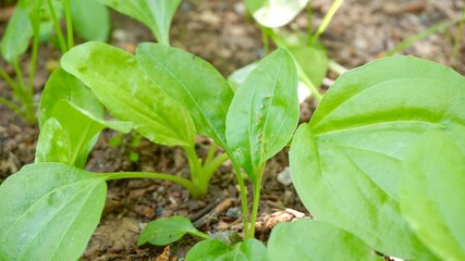 young green plant