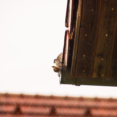 Two sparrows mate on a roof during rain