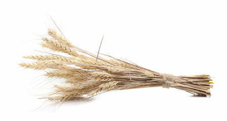 Wheat ears tied up in bundle isolated on white background