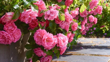 pink roses in garden