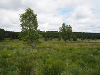 tourbière du Longeyroux en été - verte Corrèze - Plateau de Millevaches