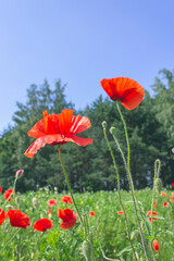 Obraz premium Close up shot of blooming poppies on bokeh background