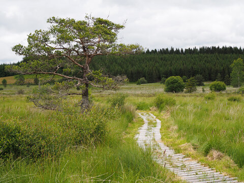 chemin et arbres sur la tourbi&egrave;re - Plateau de Millevaches