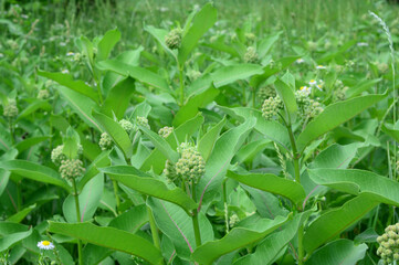 Asclepias syriaca, common milkweed, butterfly flower, silkweed, a honey plant native to Canada considered invasive species in Europe as it overwhelms grasslands and fields.
