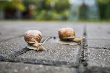 Two snails in garden