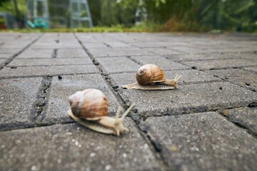 Two snails in garden