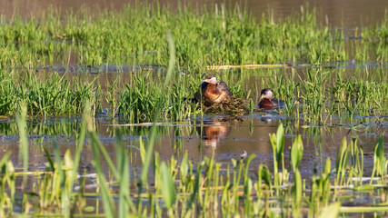 Family of great crested grebes (Podiceps cristatus) sitting in the nest