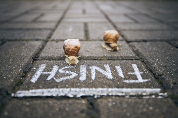 Racing snails in front of finish line