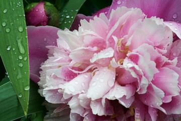 Peony flowers after rain with water drops. Macro. A narrow zone of sharpness.