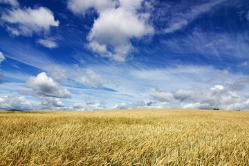 wheat field and blue cloudy sky, scenic landscape