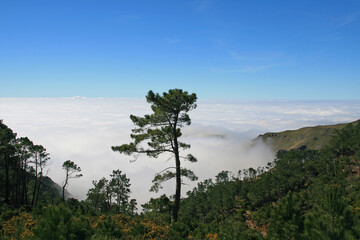 Madeira &uuml;ber den Wolken 1