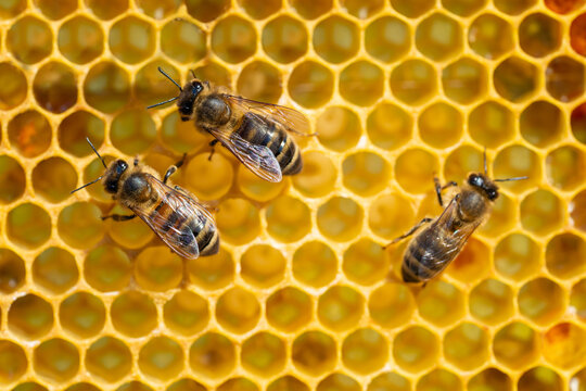 Close-up of working bees on honeycombs. Beekeeping and honey production image