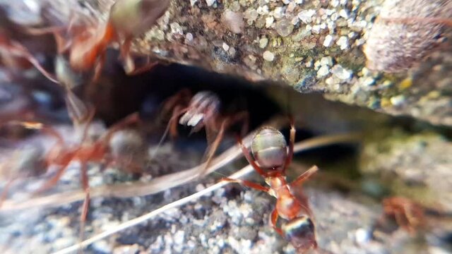 Ameisen Macroaufnahme