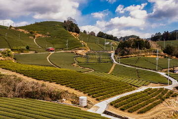 Ishidera Tea Fields of Green Uji Tea plantation in Wazuka town in Kyoto prefecture of Japan
