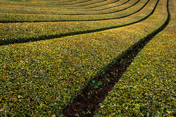 Ishidera Tea Fields of Green Uji Tea plantation in Wazuka town in Kyoto prefecture of Japan
