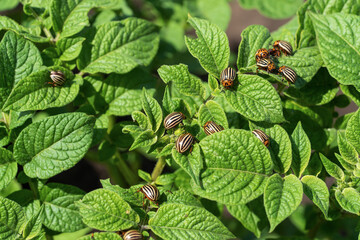 Colorado potato beetle eats potato leaves. Agricultural insects pests.