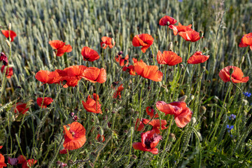 flowering field of poppies against the background of green grass