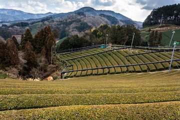 Ishidera Tea Fields of Green Uji Tea plantation in Wazuka town in Kyoto prefecture of Japan