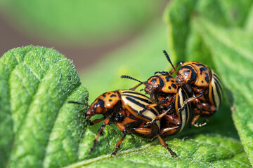 Colorado potato beetle eats potato leaves. Agricultural insects pests.