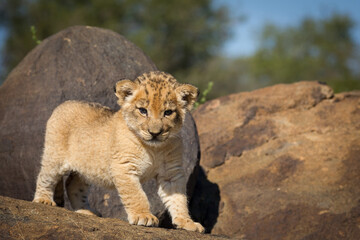 Tiny baby lion standing on a rock in Kruger Park South Africa