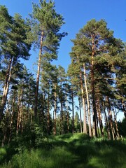 Fototapeta premium evening sun in the pine forest