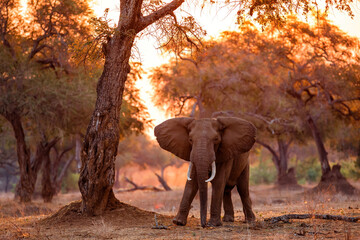 Elephant bull stands with sunset in Mana Pools National Park in Zimbabwe - obrazy, fototapety, plakaty