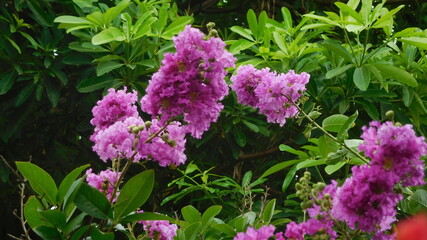 pink flowers in the garden. Crape myrtle purple flowers bunch on branch of plant or shrub.. Crepe yrtle tree and flowers.
