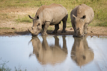 Fototapeta premium Two white rhino standing at edge of water and drinking in Kruger Park South Africa