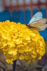 Hawthorn butterfly on a yellow flower. Close up.
