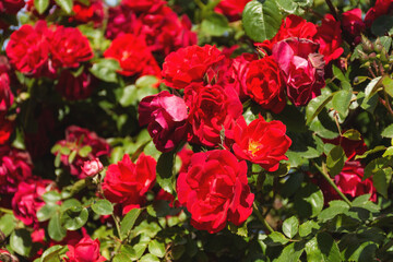Flower banner of bright red Bush roses. Bright summer floral background. Sunny rose Bush. Bright blooming garden roses close-up. Landscaping of parks and squares.