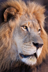 Vertical head portrait of a beautiful male lion in Kruger Park South Africa