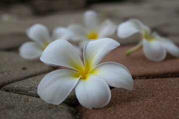 Fototapeta na wymiar The white flower, frangipani (Champa) flowers on the ground