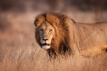 Fototapeta na wymiar Horizontal half body shot of a beautiful male lion standing amongst tall dry grass