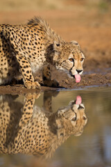 Vertical portrait of cheetah drinking in golden afternoon light in Kruger Park South Africa