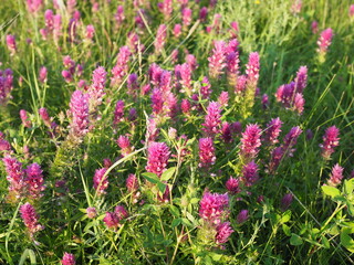 Fototapeta premium Flowering field cow-wheat. Melampyrum arvense . beautiful wildflowers at sunset in June