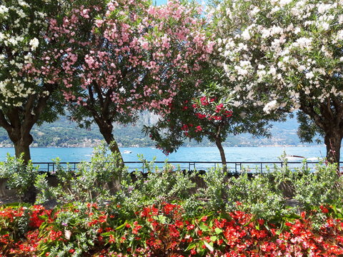 Lake Como With Flowers