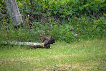 Sciurus vulgaris. Squirrel looking for food in the grass. Medium sized rodent. Beautiful animal.