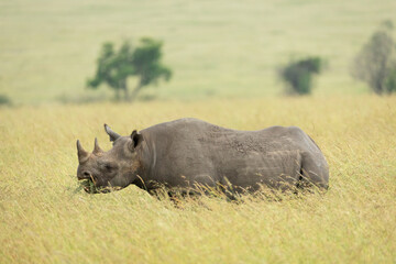 One adult black rhino browsing standing in tall grass in Masai Mara