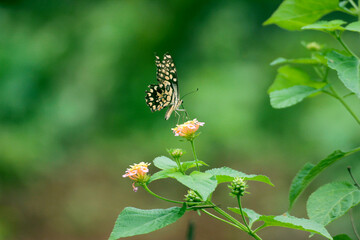 butterfly on a flower