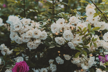 Obraz na płótnie Canvas white wild rose in the garden. Pink roses background.