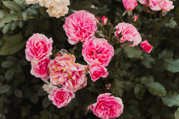 Red wild rose in the garden. Pink roses background.